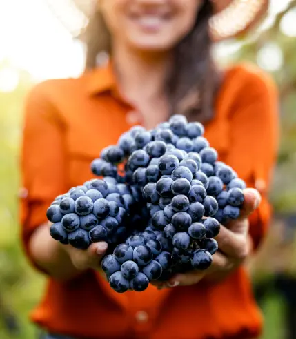 Holding grapes