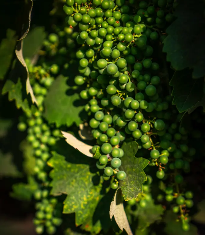 grapes on the vine